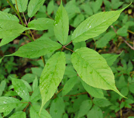 image of Rubus canadensis, Smooth Blackberry, Thornless Blackberry