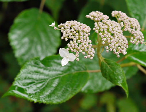 image of Hydrangea arborescens, Smooth Hydrangea, Sevenbark, Northern Wild Hydrangea