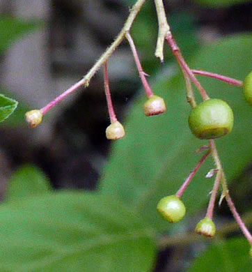 image of Gaylussacia ursina, Bear Huckleberry, Buckberry, Mountain Huckleberry, Bearberry