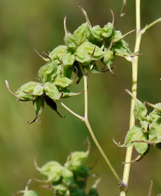 Thalictrum amphibolum, Skunk Meadowrue, Waxy Meadowrue