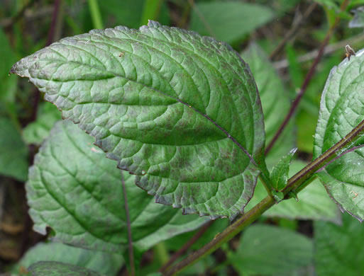 image of Salvia urticifolia, Nettleleaf Sage