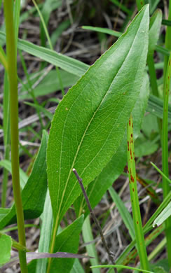 Smooth Coneflower