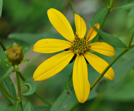 image of Coreopsis major var. rigida, Whorled Coreopsis, Stiffleaf Coreopsis, Greater Tickseed, Whorled Tickseed