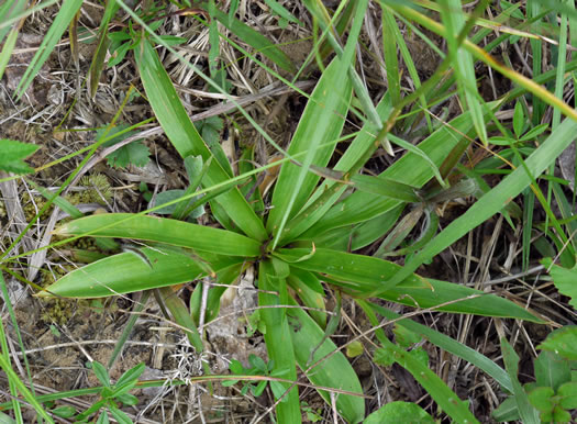 image of Aletris farinosa, Northern White Colicroot, Mealy Colicroot, Stargrass