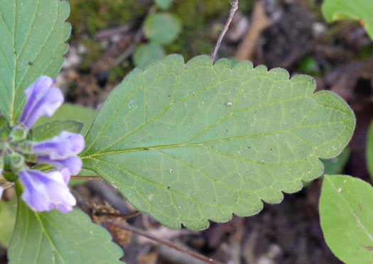 image of Scutellaria elliptica var. elliptica, Hairy Skullcap, Elliptic-leaved Skullcap