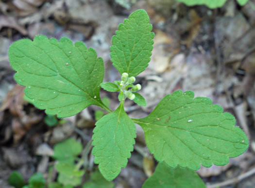 image of Scutellaria elliptica var. elliptica, Hairy Skullcap, Elliptic-leaved Skullcap