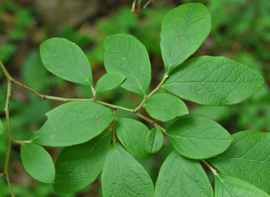 image of Vaccinium fuscatum, Hairy Highbush Blueberry, Black Highbush Blueberry