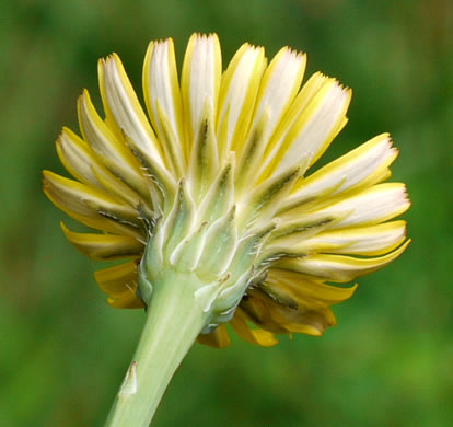 Hypochaeris radicata, Hairy Cat's-ear, Spotted Cat's-ear, Cat's Ear Dandelion