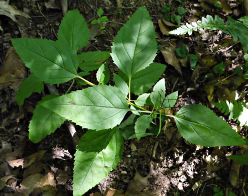 image of Scrophularia lanceolata, Hare Figwort, American Figwort, Lancelaf Figwort