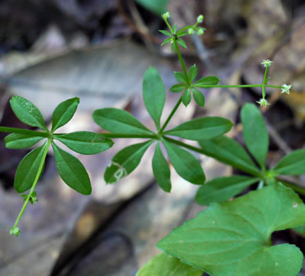 image of Galium triflorum, Sweet-scented Bedstraw, Fragrant Bedstraw