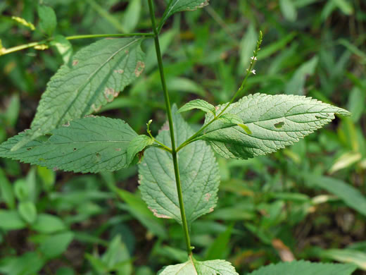 image of Verbena urticifolia, White Vervain, Nettleleaf Verbena, Velvetleaf Vervain