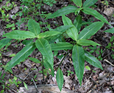 image of Commelina virginica, Virginia Dayflower