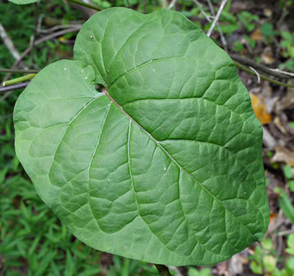 image of Gonolobus suberosus var. suberosus, Eastern Anglepod