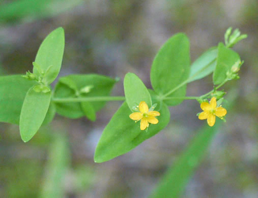 image of Hypericum mutilum var. mutilum, Common Dwarf St. Johnswort