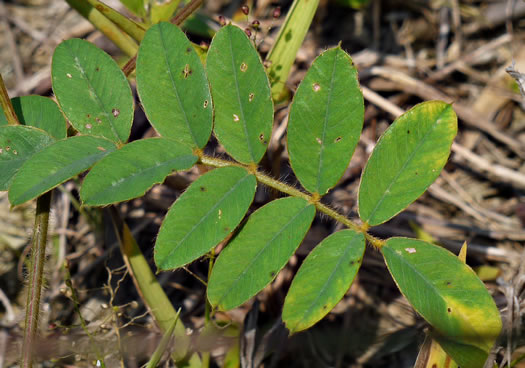 image of Tephrosia spicata, Spiked Hoary-pea, Brown-hair Tephrosia, Tawny Goat's Rue