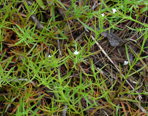 Polypremum procumbens, Juniperleaf, Polypremum, Rustweed