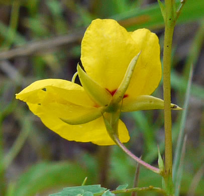 image of Chamaecrista fasciculata var. fasciculata, Common Partridge-pea, Showy Partridge Pea