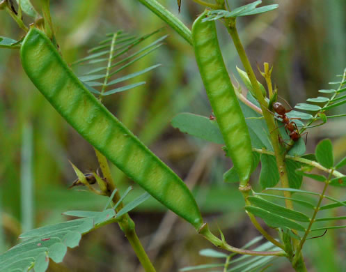 legume