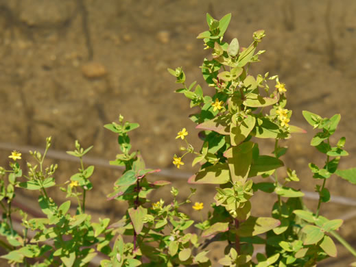 image of Hypericum mutilum var. mutilum, Common Dwarf St. Johnswort