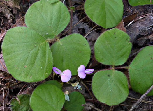 image of Desmodium rotundifolium, Roundleaf Tick-trefoil, Dollarleaf, Prostrate Tick-trefoil, Sessileleaf Tick-trefoil