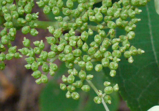 image of Hydrangea radiata, Snowy Hydrangea, Silverleaf Hydrangea