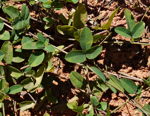 image of Lespedeza repens, Smooth Trailing Lespedeza, Creeping Lespedeza, Creeping Bush-clover