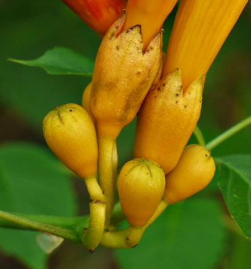 image of Campsis radicans, Trumpetcreeper, Trumpet Vine, Cow-Itch Vine