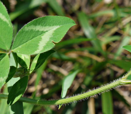 image of Trifolium pratense, Red Clover