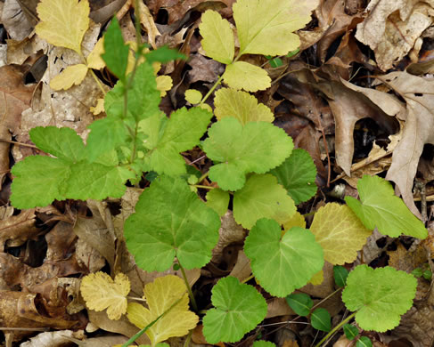 image of Geum virginianum, Pale Avens, Cream Avens