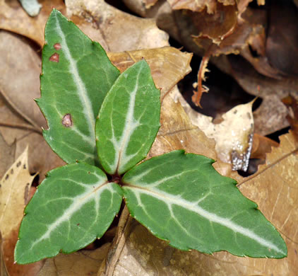 image of Chimaphila maculata, Pipsissewa, Striped Wintergreen, Rat's Bane