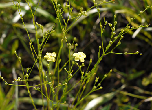 image of Linum striatum, Ridgestem Yellow Flax, Ridged Yellow Flax