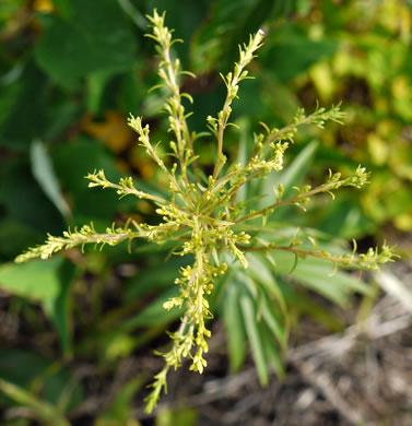 image of Solidago odora, Licorice Goldenrod, Sweet Goldenrod, Anise Goldenrod, Anise-scented Goldenrod