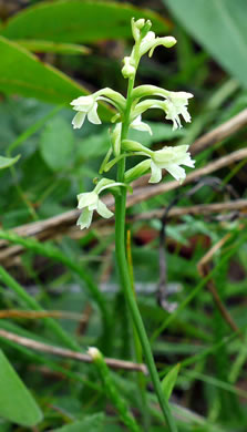 image of Platanthera clavellata, Small Green Wood Orchid, Club-spur Orchid, Woodland Orchid, Streamhead Orchid