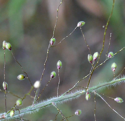 panicle