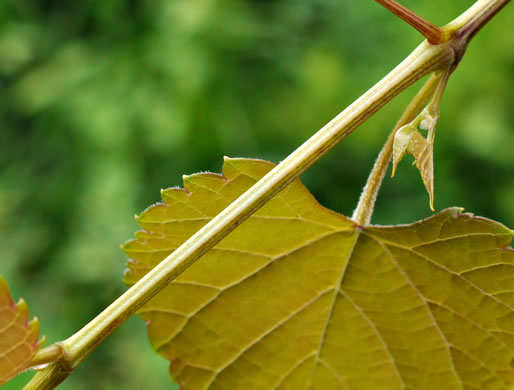 image of Vitis baileyana, Possum Grape