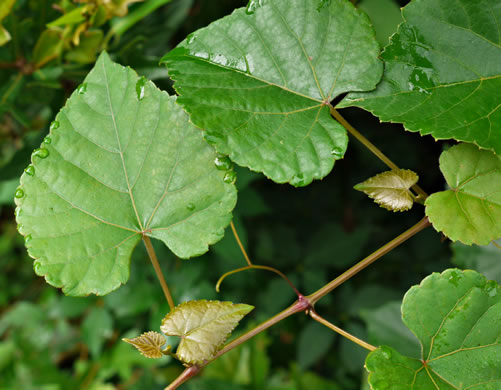 image of Vitis baileyana, Possum Grape