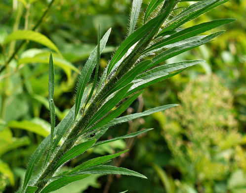 image of Erigeron canadensis, Common Horseweed