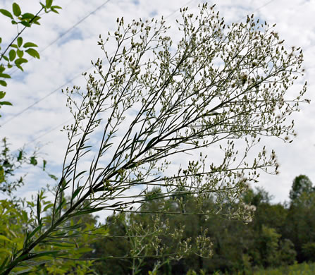 panicle