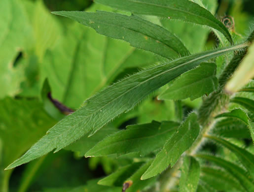 image of Erigeron canadensis, Common Horseweed