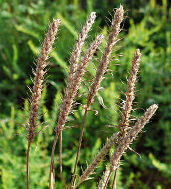 Plantago aristata, Bracted Plantain, Large-bracted Plantain, Buckhorn Plantain