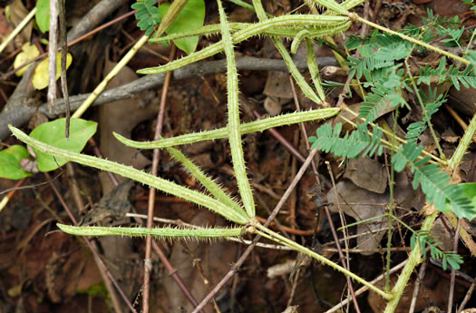 image of Mimosa microphylla, Littleleaf Sensitive-briar, Eastern Sensitive-briar