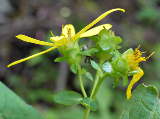 image of Silphium dentatum, Starry Rosinweed