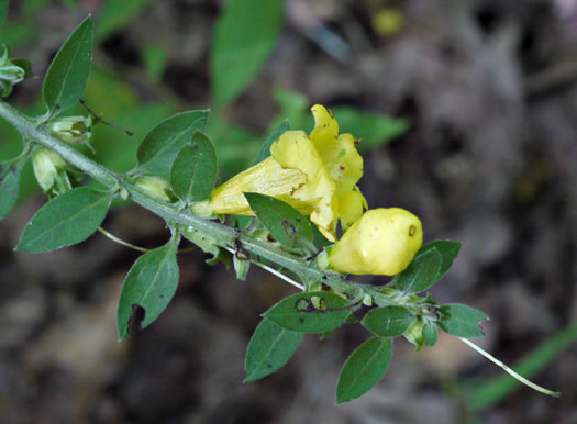 Aureolaria virginica, Downy False Foxglove, Downy Oak-leach, Virginia Oak-leach, Downy Yellow False Foxglove