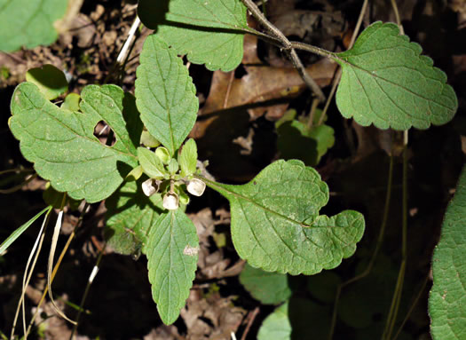 image of Scutellaria elliptica var. elliptica, Hairy Skullcap, Elliptic-leaved Skullcap