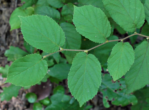 Corylus cornuta var. cornuta, Beaked Hazelnut