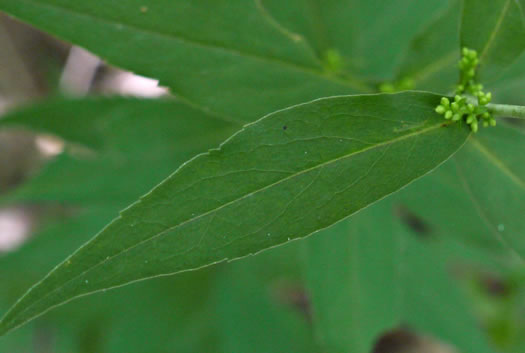 image of Solidago caesia, Bluestem Goldenrod, Axillary Goldenrod, Wreath Goldenrod, Bridal-wreath Goldenrod