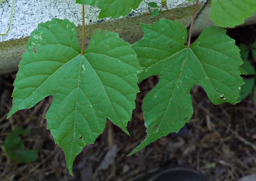 Vitis baileyana, Possum Grape