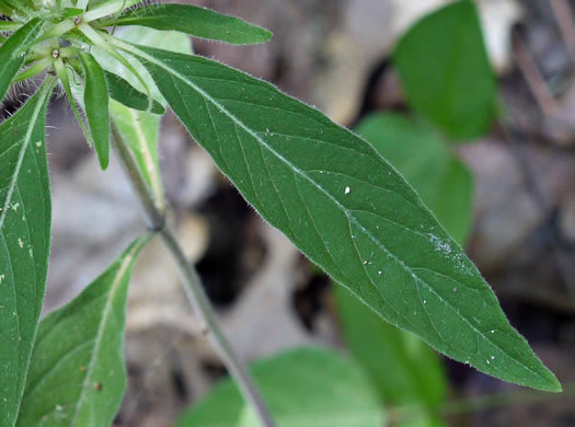 image of Ruellia caroliniensis, Carolina Wild-petunia, Common Wild-petunia, Hairy Ruellia