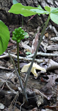 image of Arisaema quinatum, Preacher John, Southern Jack-in-the-Pulpit, Prester-John