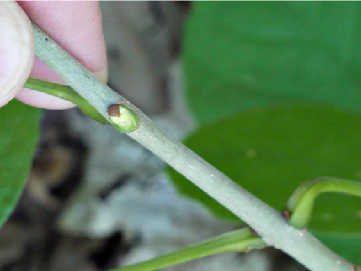 image of Fraxinus americana, White Ash, American Ash